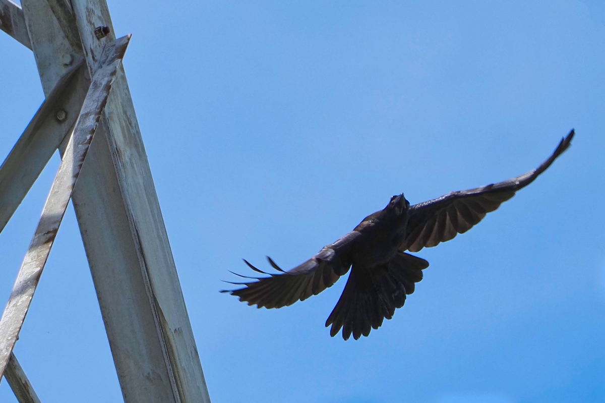 f:id:seki_albatross:20201104052928j:plain f:id:seki_albatross:20201104052928j:plain