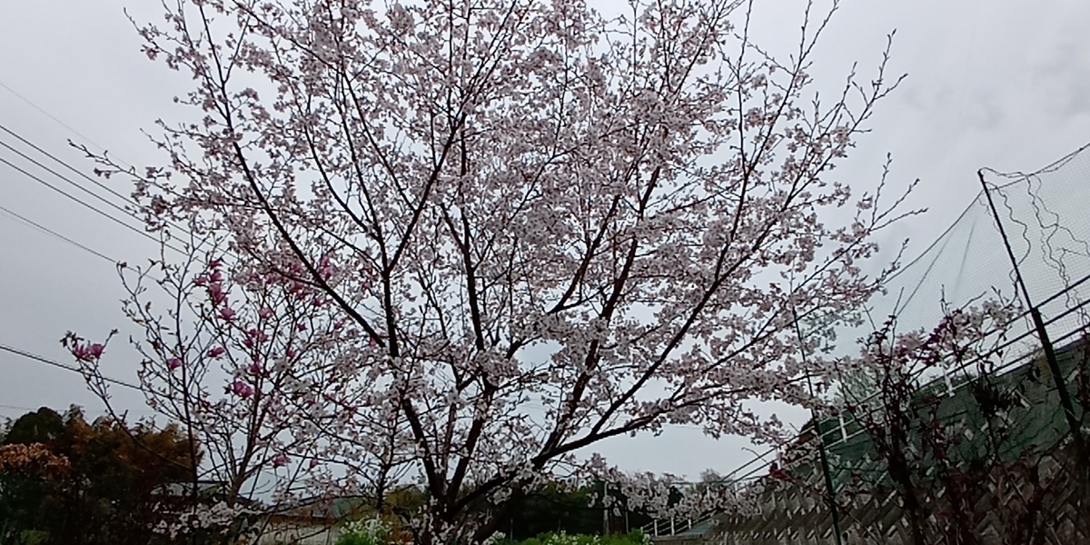 エントリ画像