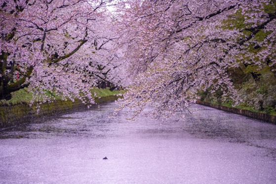 f:id:sekimeitiko:20210312193305p:plain