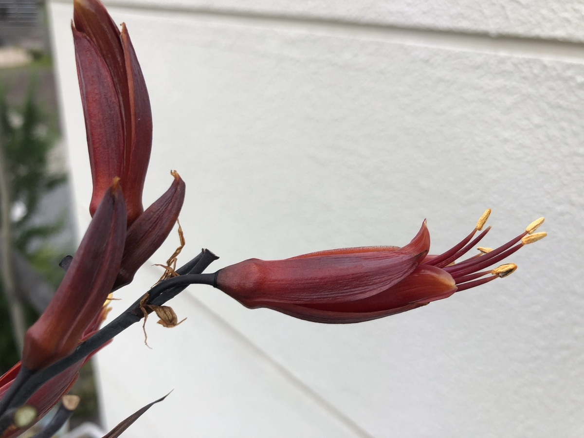 f:id:sekitoba1007:20200529224800j:plain