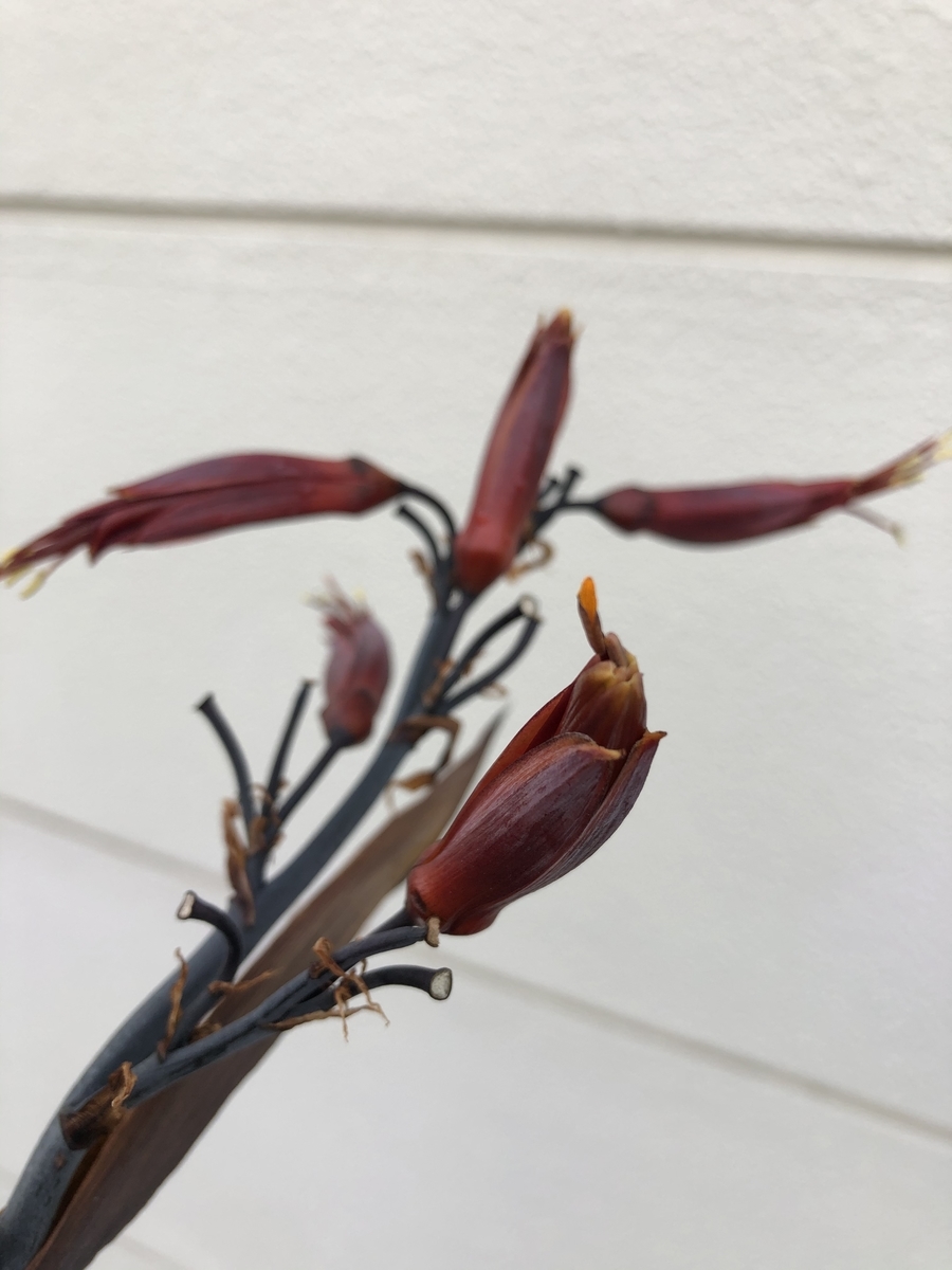 f:id:sekitoba1007:20200529225832j:plain