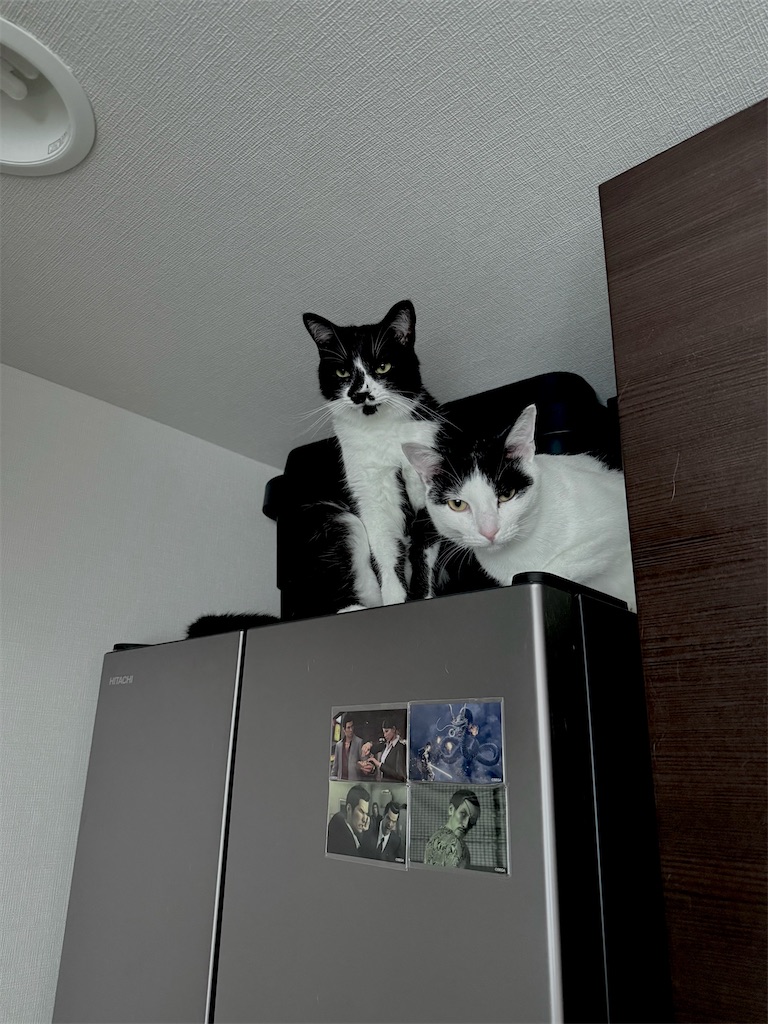 f:id:sekkenchang:20250706162237j:image