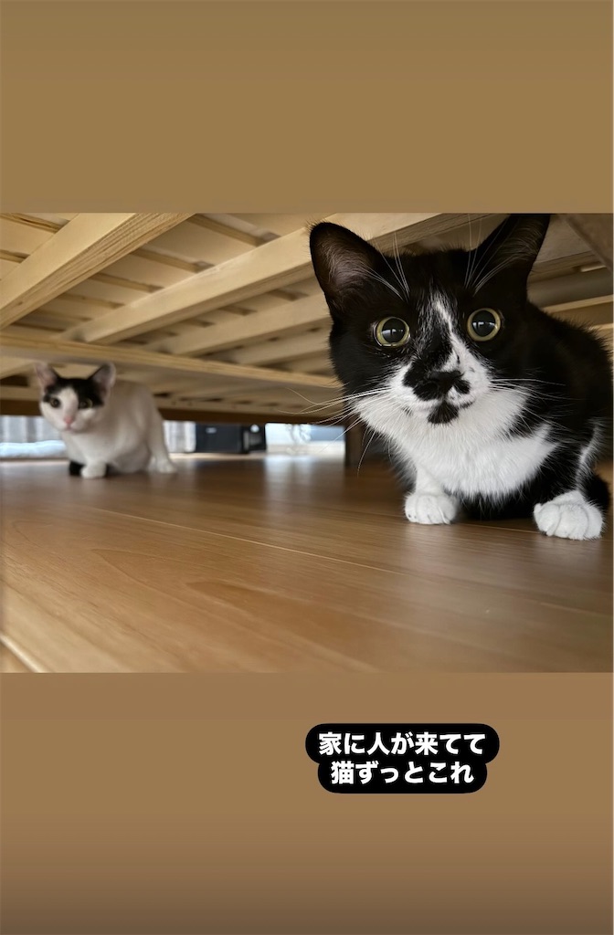 f:id:sekkenchang:20250710133426j:image