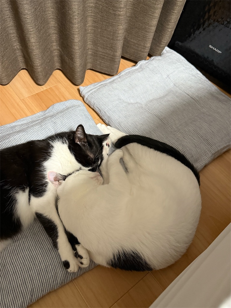 f:id:sekkenchang:20250711134149j:image