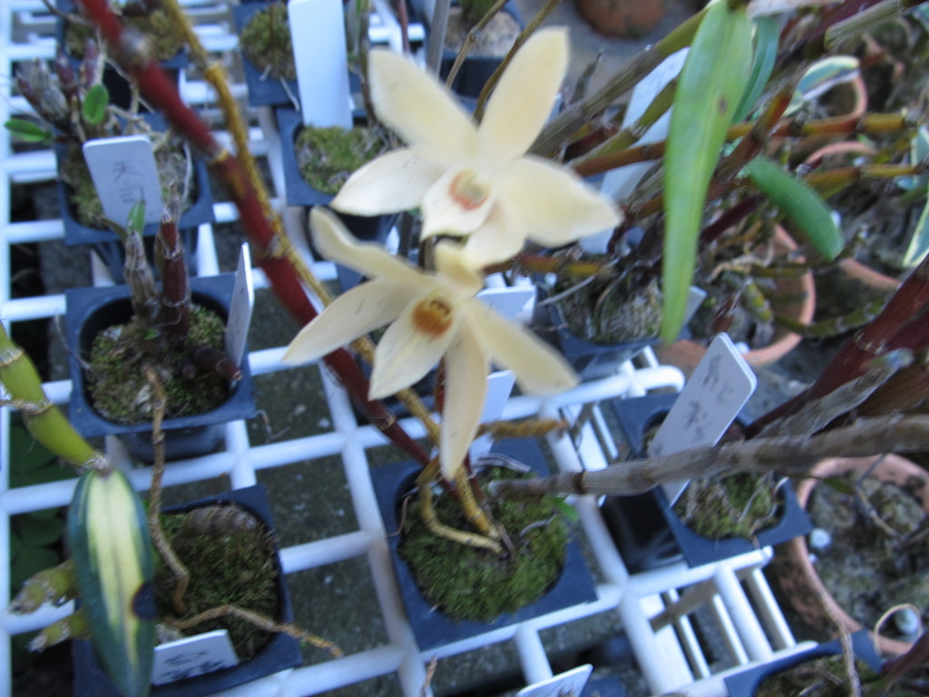 5月3日撮影 - セッコクの花 と 折々の花