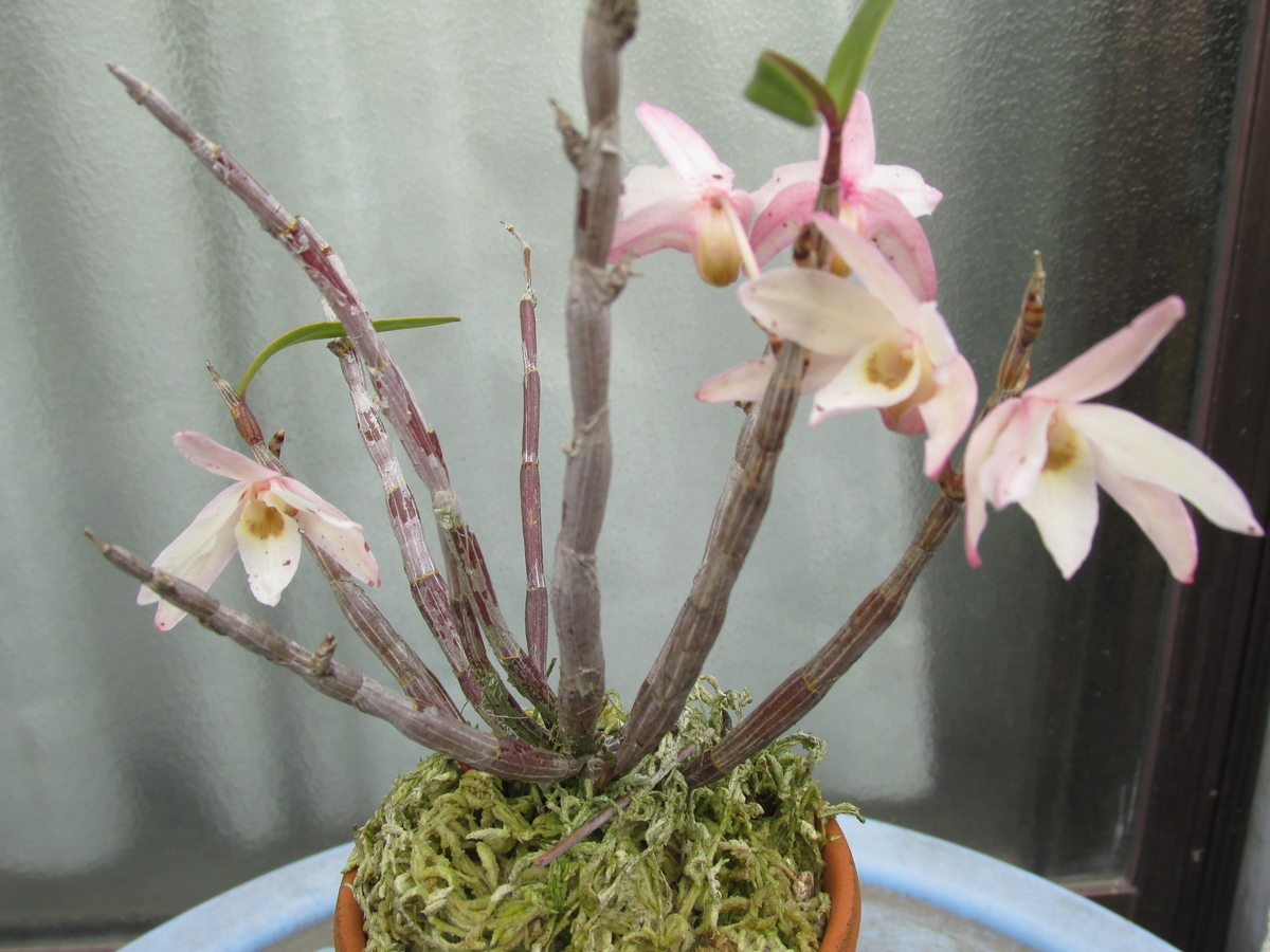 セッコクの花 2019年5月3日 - セッコクの花 と 折々の花