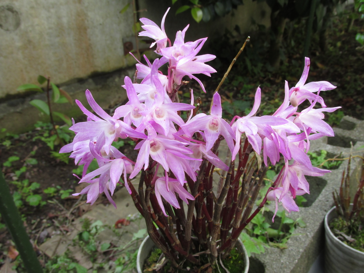 セッコクの花 2019年5月3日 - セッコクの花 と 折々の花