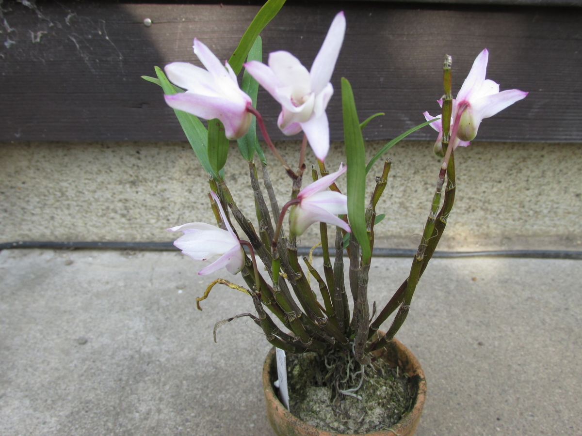 セッコクの花 2019年5月5日 、6日 - セッコクの花 と 折々の花