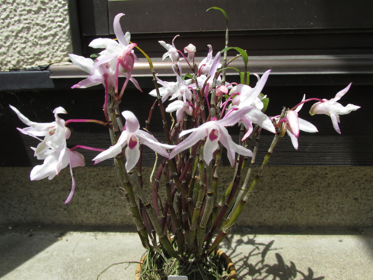セッコクの花 2019年5月8日 - セッコクの花 と 折々の花
