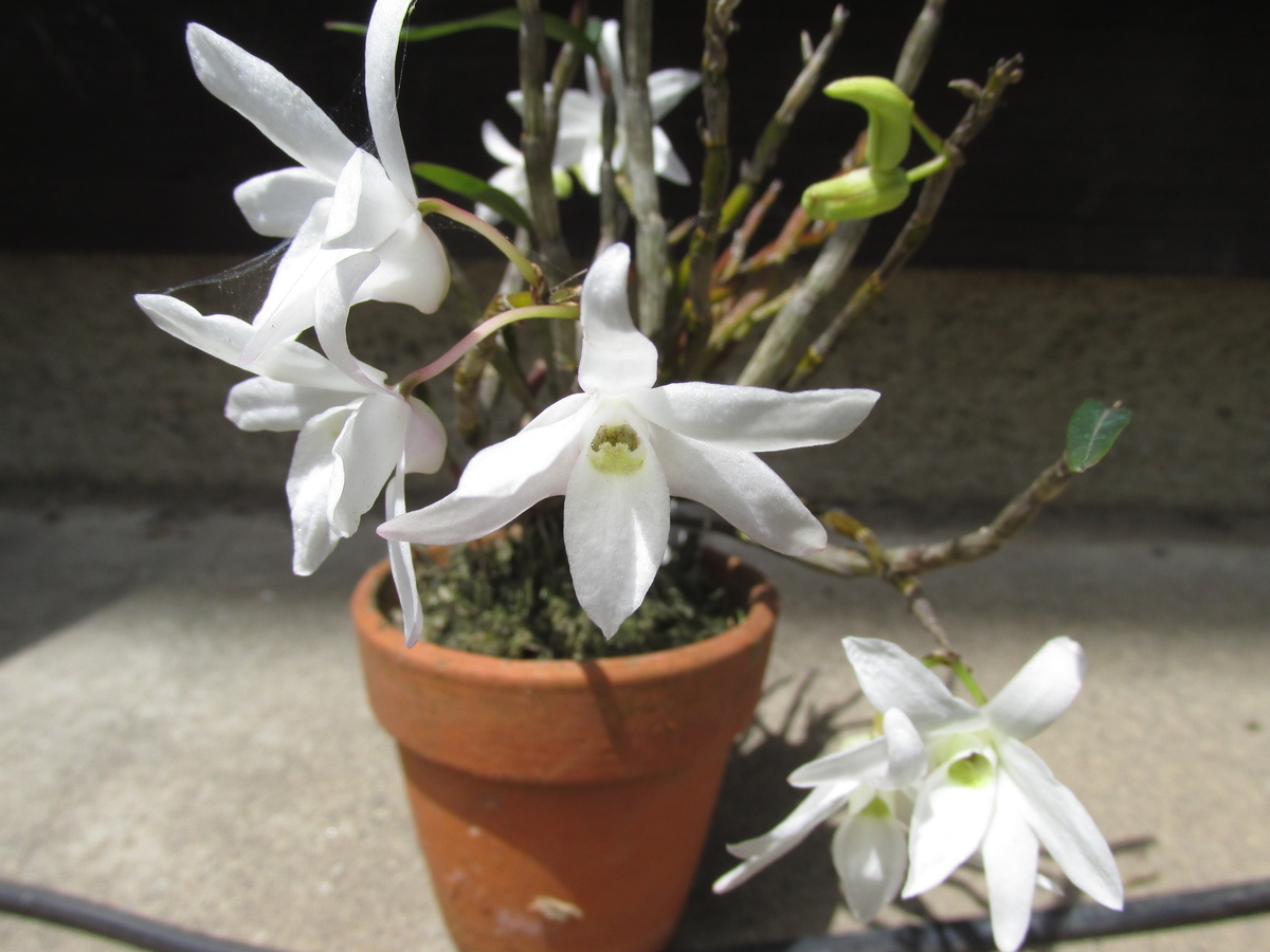 セッコクの花 2019年5月8日 - セッコクの花 と 折々の花