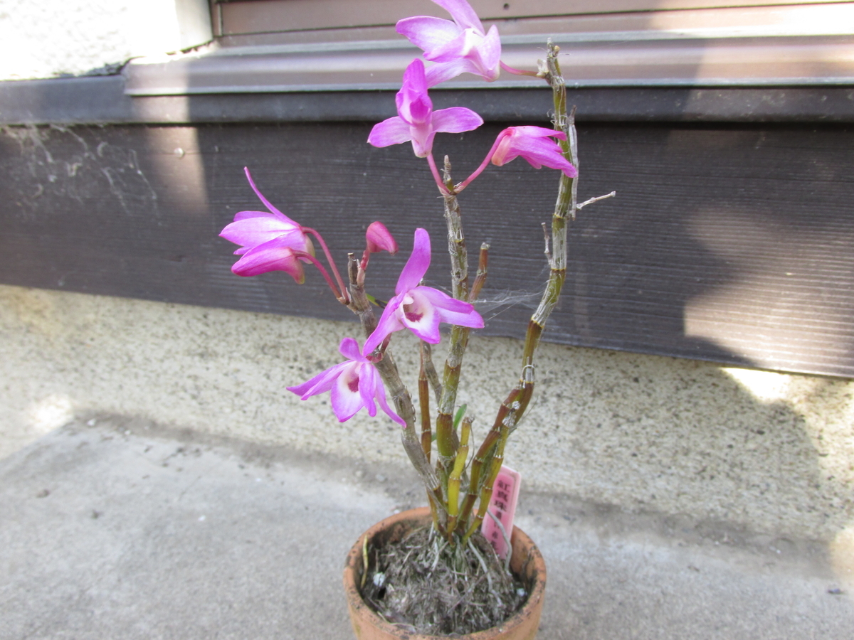 セッコクの花 2019年5月15日 - セッコクの花 と 折々の花