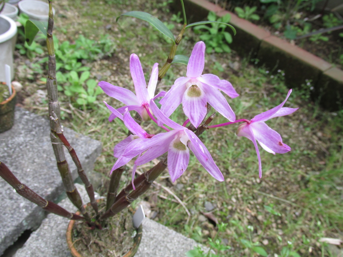 2020年 セッコク開花 ② 撮影 5月6日 - セッコクの花 と 折々の花
