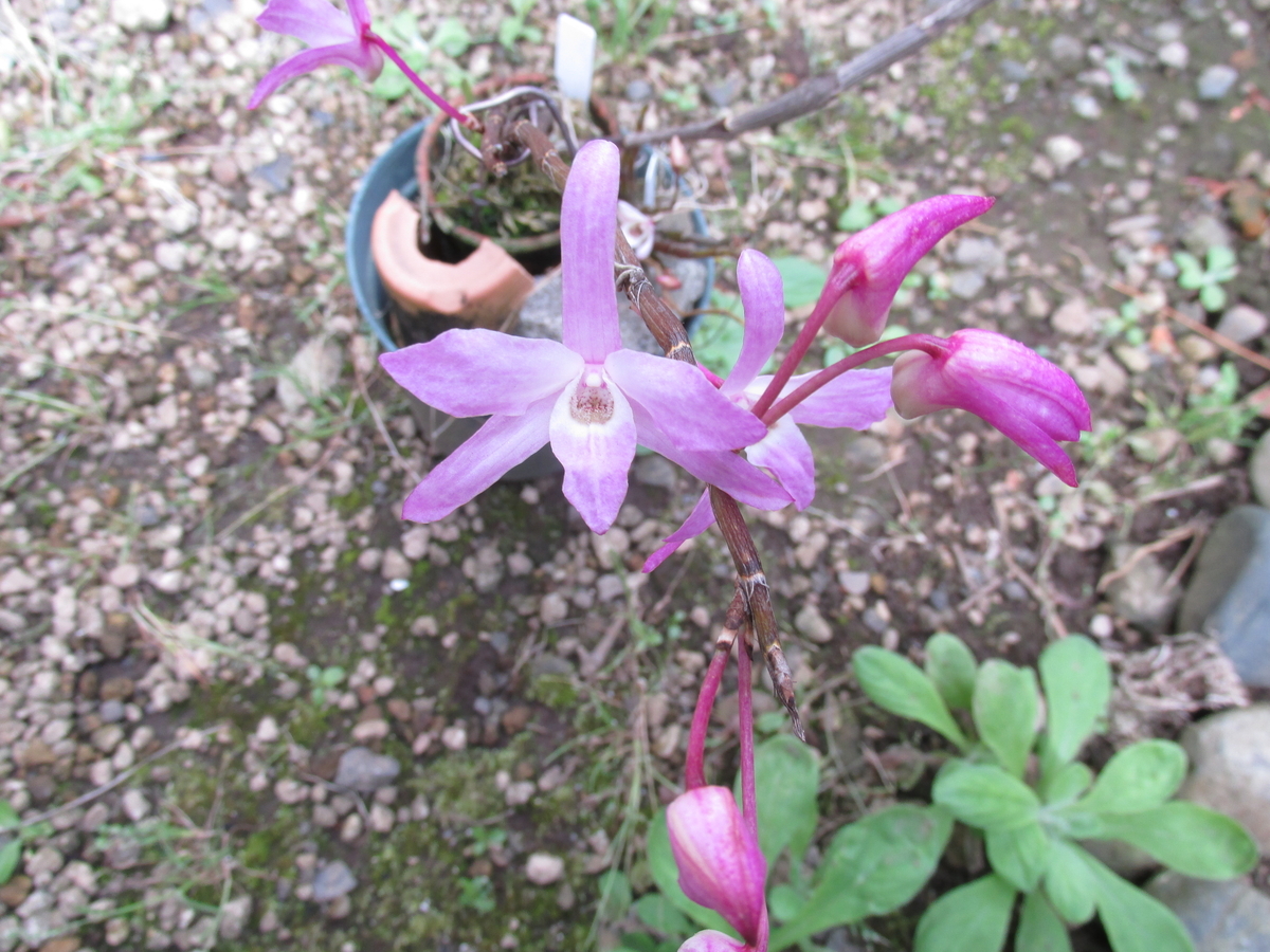 2020年 セッコク開花 ② 撮影 5月6日 - セッコクの花 と 折々の花