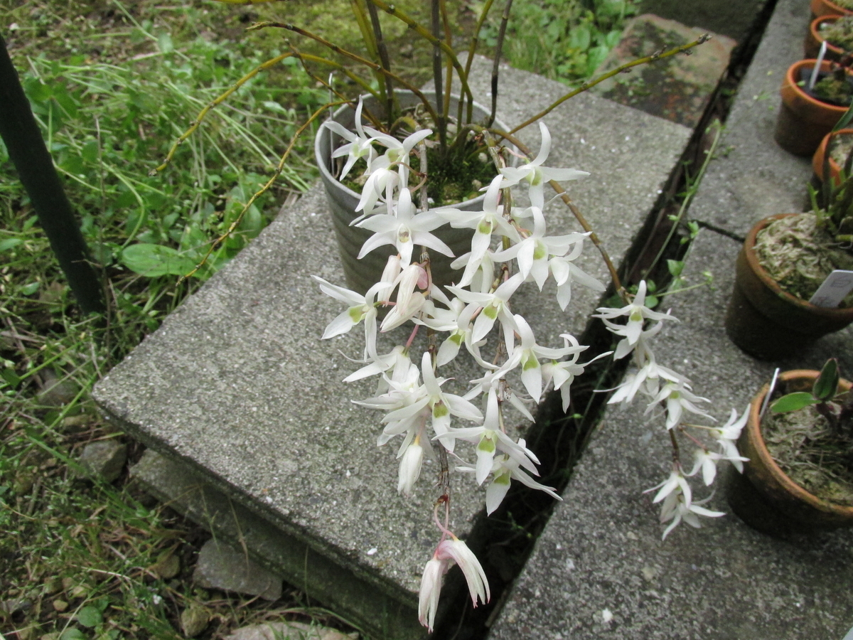 2020年 セッコク開花 ② 撮影 5月6日 - セッコクの花 と 折々の花