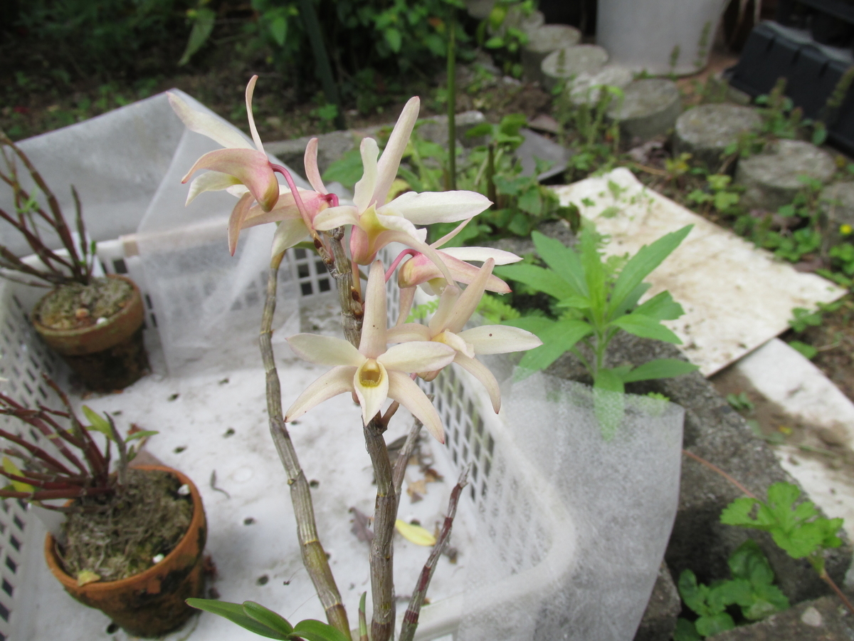 2020年 セッコク開花 ② 撮影 5月6日 - セッコクの花 と 折々の花