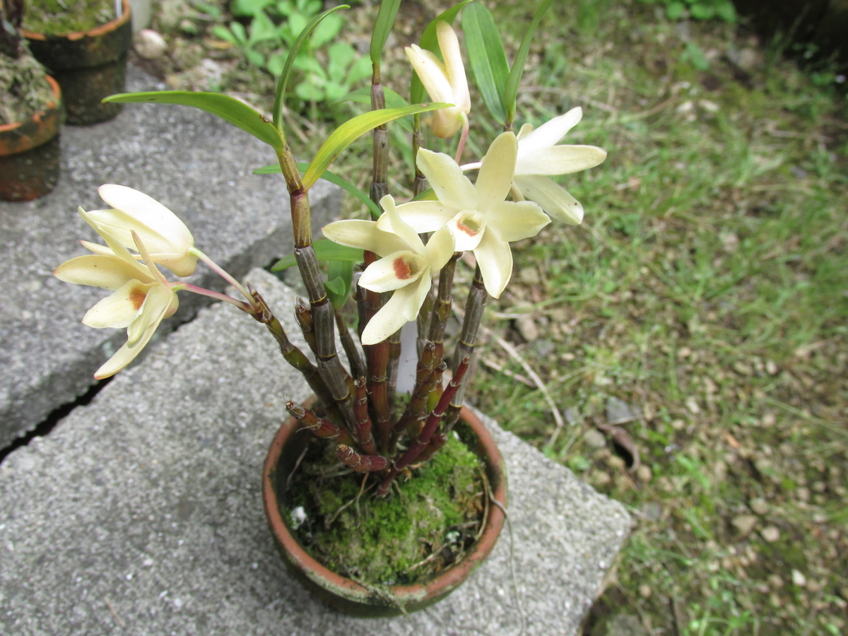 2020年 セッコク開花 ② 撮影 5月6日 - セッコクの花 と 折々の花