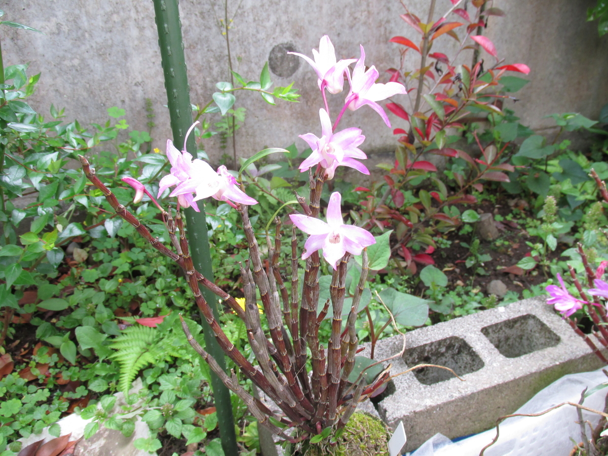 2020年 セッコク開花 ② 撮影 5月6日 - セッコクの花 と 折々の花