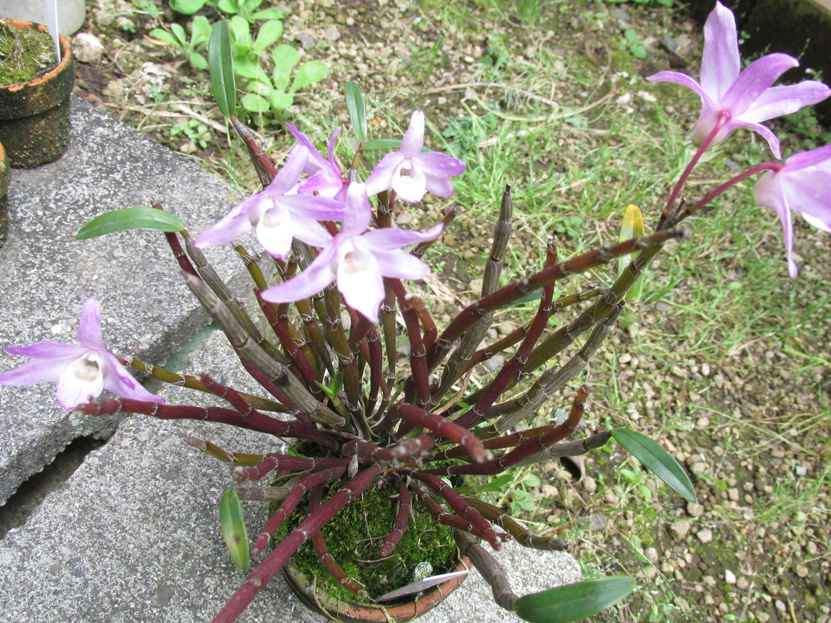 2020年 セッコク開花 ② 撮影 5月6日 - セッコクの花 と 折々の花