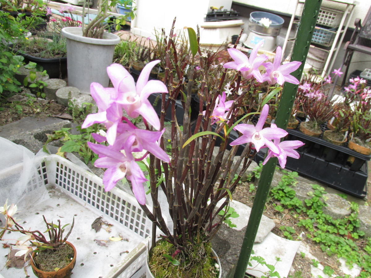 2020年 セッコク開花 ② 撮影 5月6日 - セッコクの花 と 折々の花