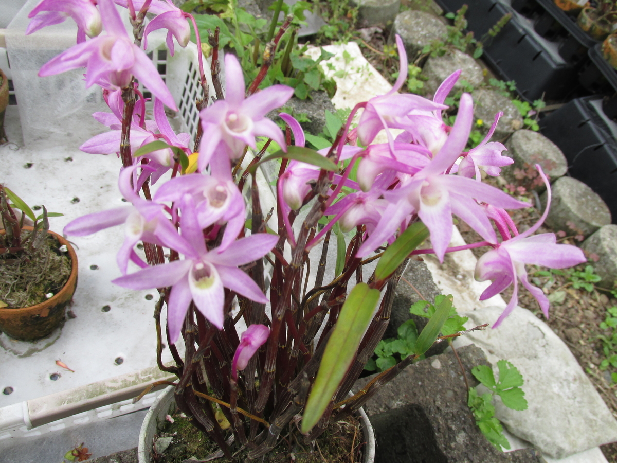 2020年 セッコク開花 ② 撮影 5月6日 - セッコクの花 と 折々の花