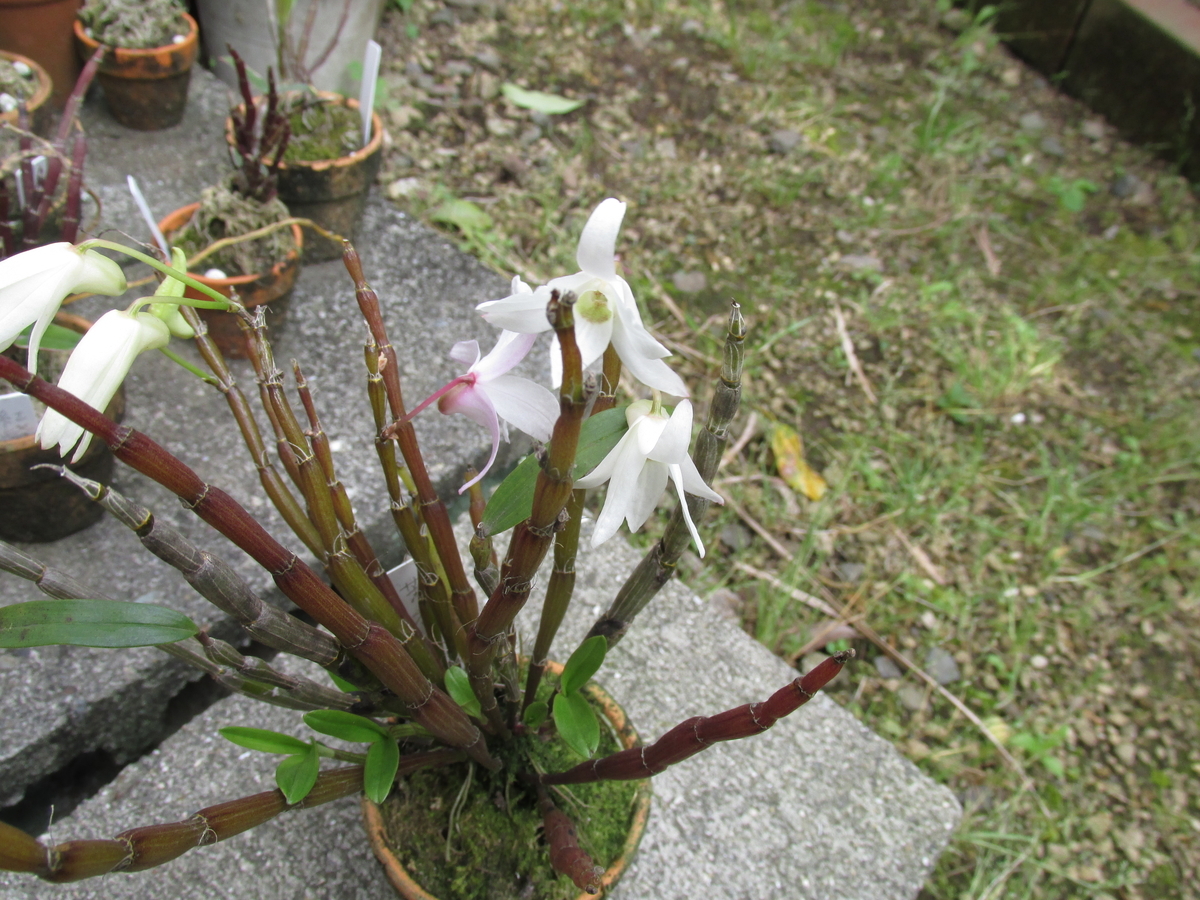 2020年 セッコク開花 ④ 撮影 5月12日 - セッコクの花 と 折々の花