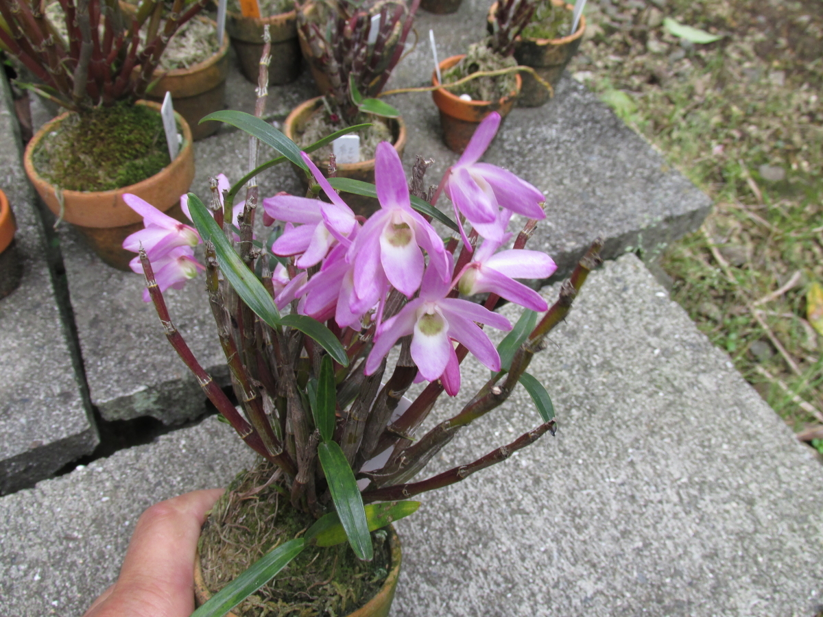 2020年 セッコク開花 ④ 撮影 5月12日 - セッコクの花 と 折々の花