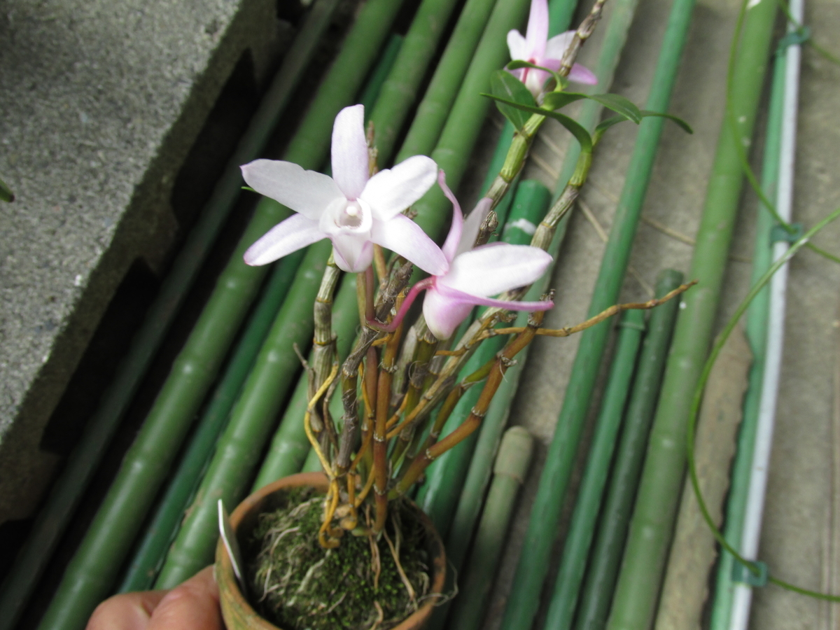 2020年 セッコク開花 ④ 撮影 5月12日 - セッコクの花 と 折々の花