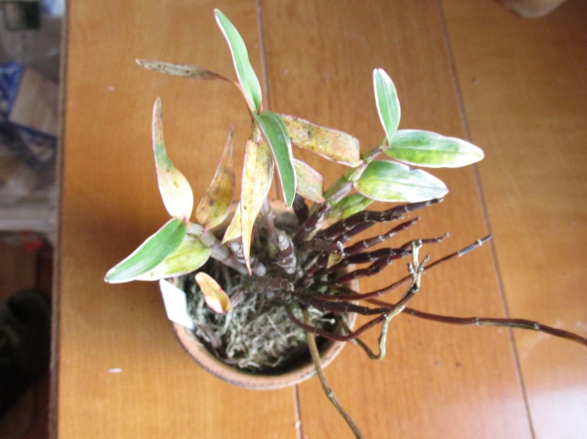 セッコクの花 と 折々の花