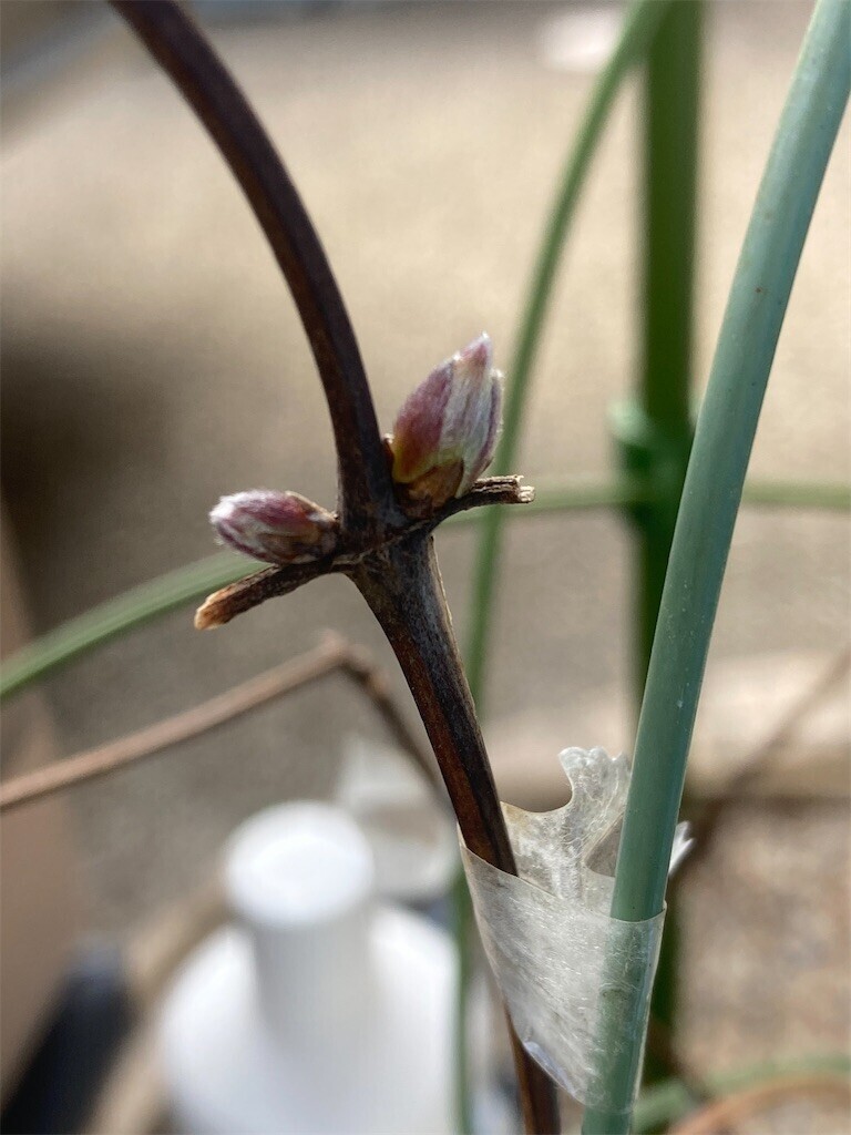 f:id:sekreto:20240220132335j:image