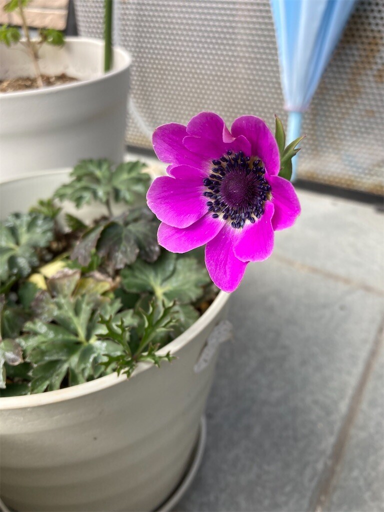 f:id:sekreto:20240312112519j:image