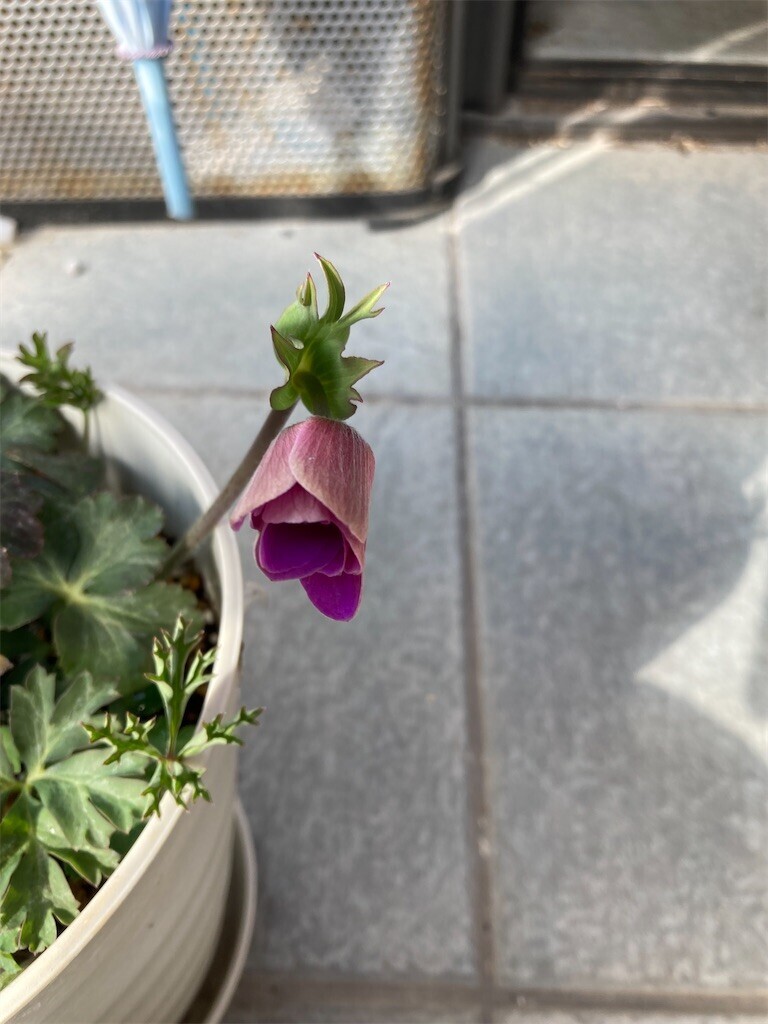 f:id:sekreto:20240312112522j:image