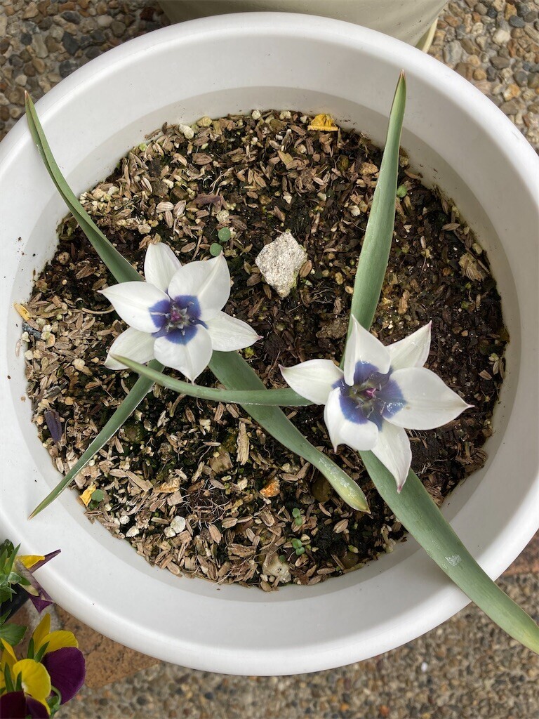 f:id:sekreto:20240403085329j:image