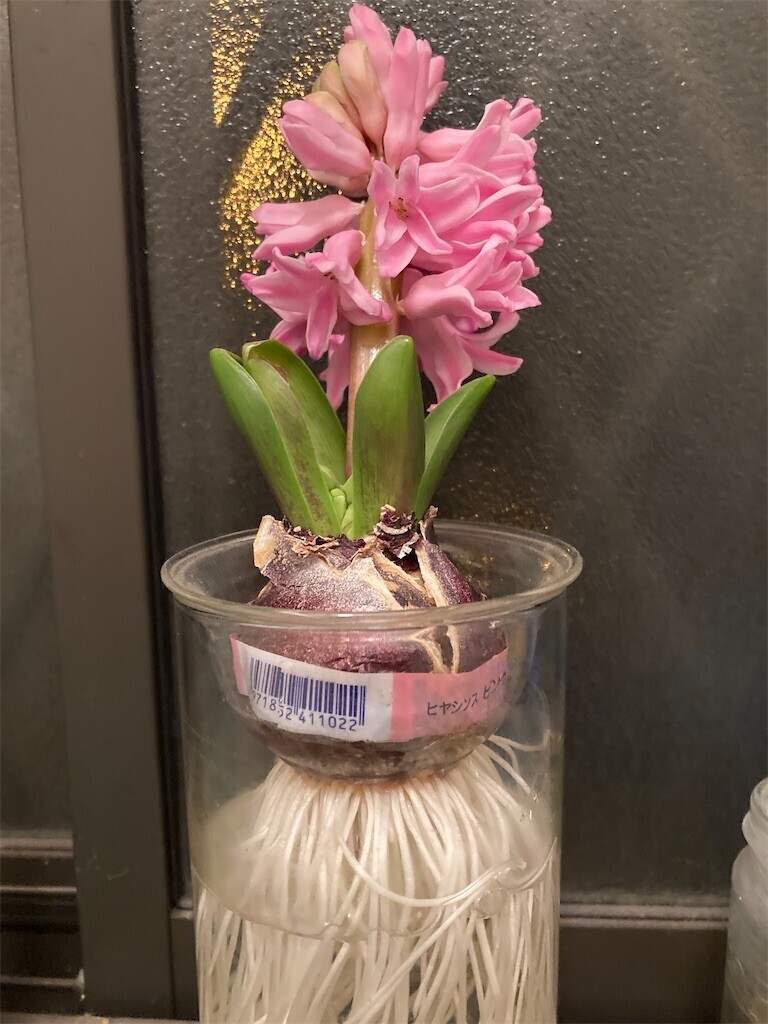 f:id:sekreto:20250206232133j:image