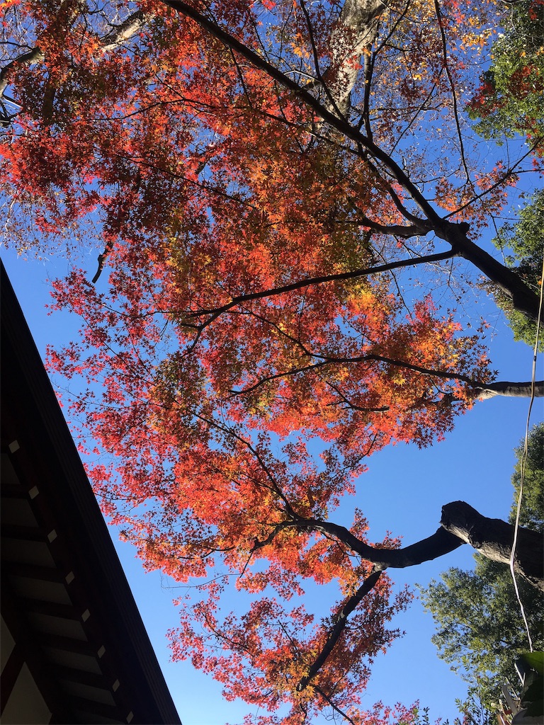 f:id:selfill:20181215223624j:image f:id:selfill:20181215223624j:image