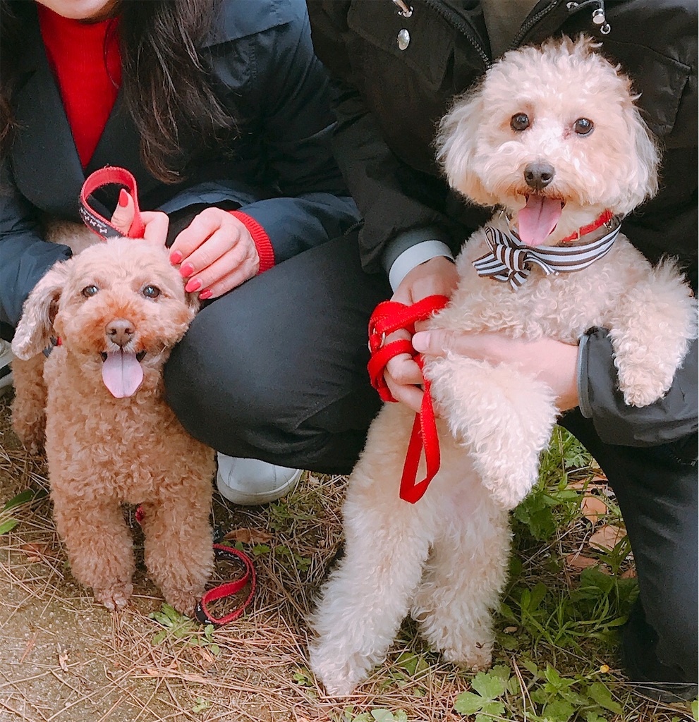 f:id:selfmaintenance:20190630025849j:image