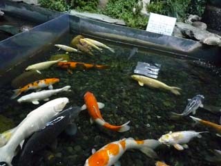 f:id:selmel:20081215153527j:image