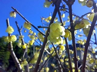 f:id:selmel:20090204181313j:image