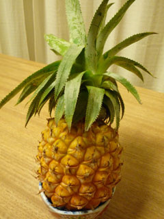 f:id:selmel:20090811125439j:image f:id:selmel:20090811125439j:image