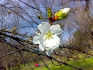 f:id:selmel:20100403160732j:image