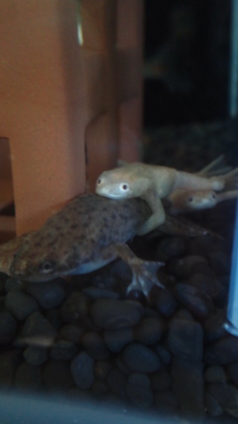 f:id:selmel:20111101205857j:image:w200