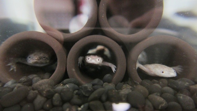 f:id:selmel:20111227221107j:image:w300