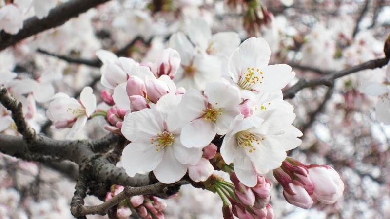 f:id:selmel:20120407204615j:image:w360