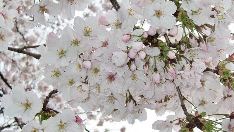 f:id:selmel:20120407204620j:image:w360