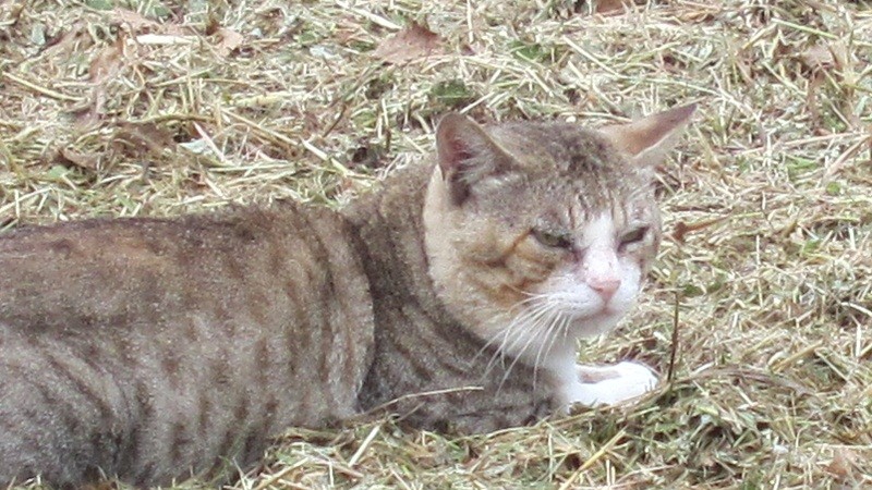 f:id:selmel:20120721221843j:image:w400