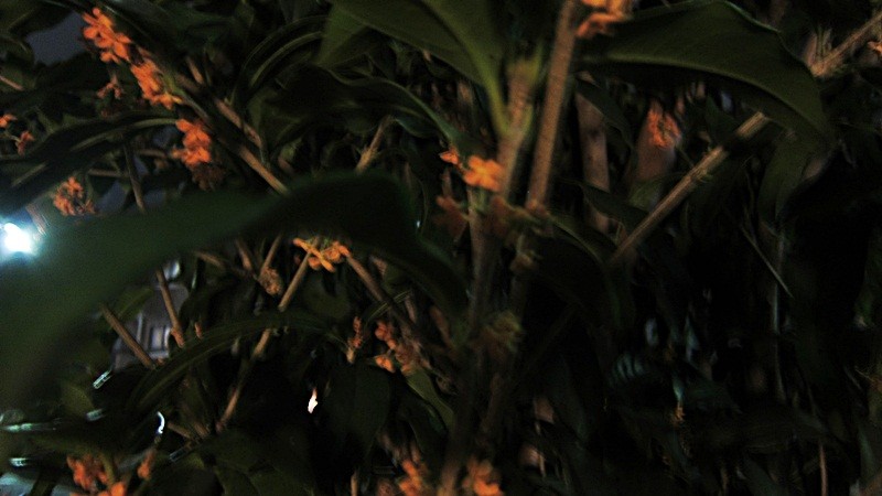 f:id:selmel:20121004204323j:image:w360