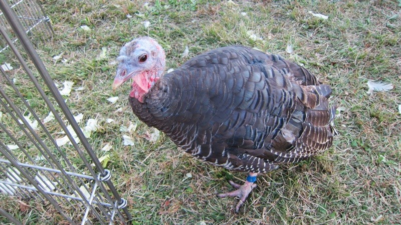 f:id:selmel:20121021201526j:image:w360