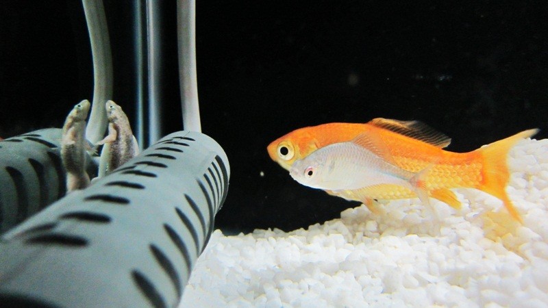 f:id:selmel:20121120235138j:image:w360