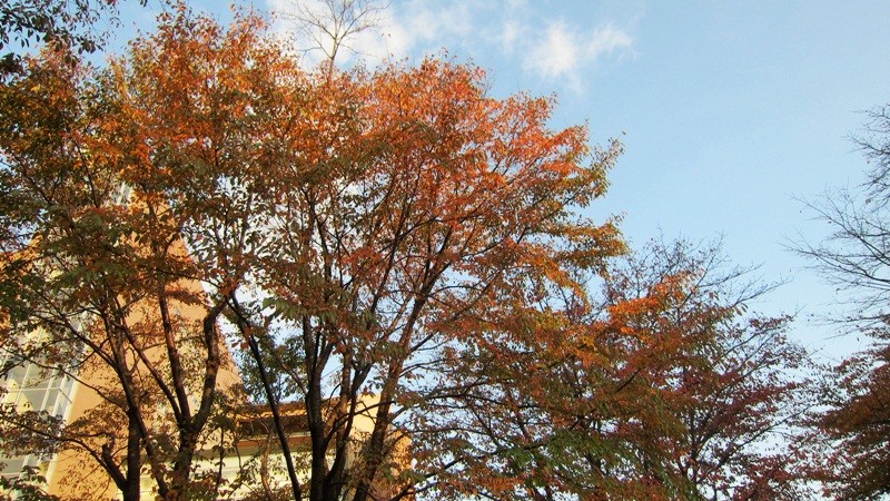 f:id:selmel:20121124212958j:image:w360