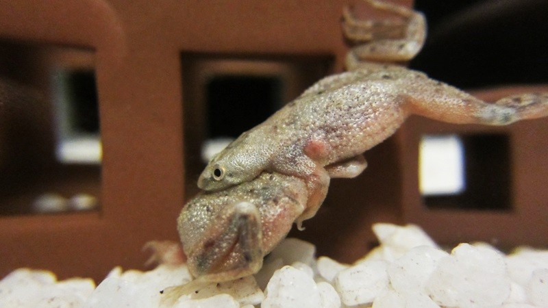 f:id:selmel:20130301203120j:image:w360