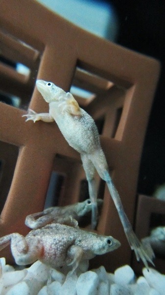 f:id:selmel:20130301203410j:image:w240